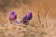 Pulsatilla grandis / Koniklec velkokvětý