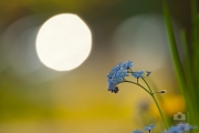 Myosotis sylvatica / Pomněnka lesní