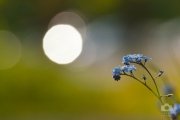 Myosotis sylvatica / Pomněnka lesní