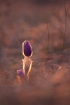 Pulsatilla grandis