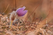 Pulsatilla grandis / Koniklec velkokvětý