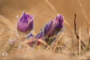 Pulsatilla grandis / Koniklec velkokvětý