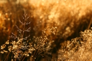 Zlato v trávě
