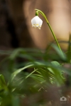 Leucojum vernum