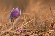 Pulsatilla grandis / Koniklec velkokvětý
