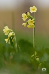 Primula elatior